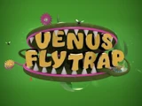 Venus Fly Trap