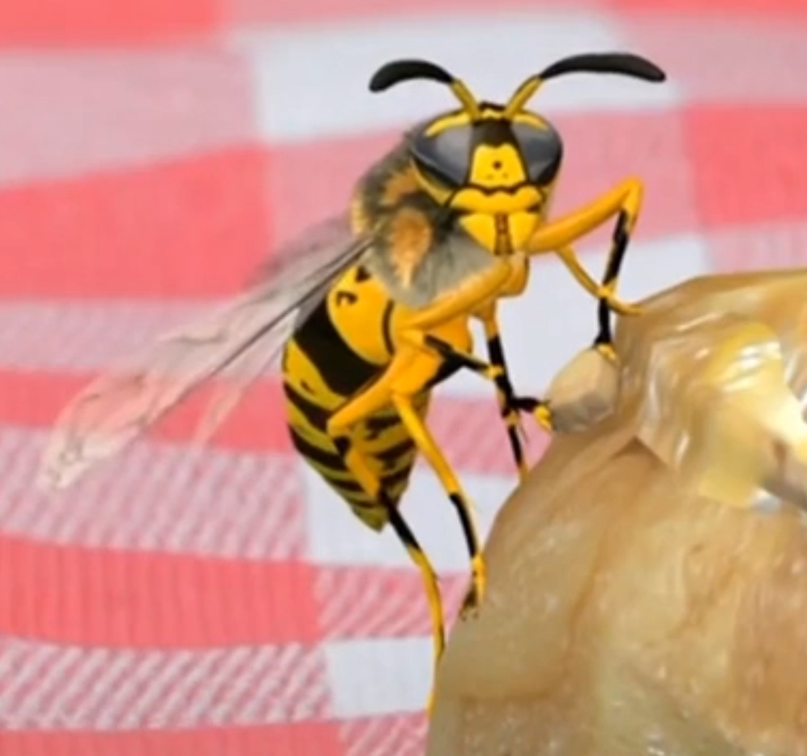 Wasps | Canimals Wiki | Fandom