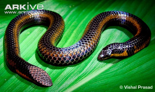 GraSSSnake - YouTube