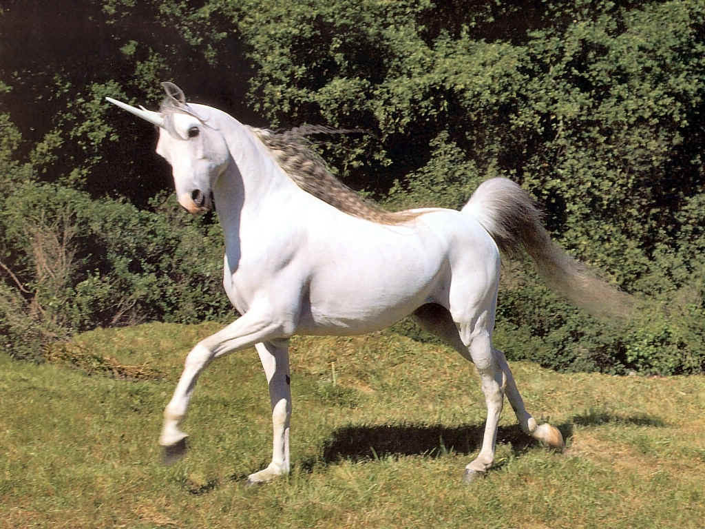 Unicorn | The New Parody Wiki | Fandom Unicorn | The New Parody Wiki | Fandom
