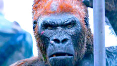 Red from War of the Planet of the Apes