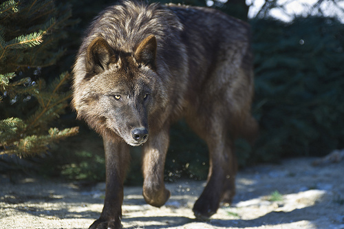 dark brown female wolf