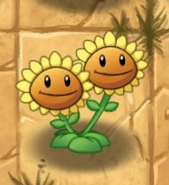 Twin Sunflower