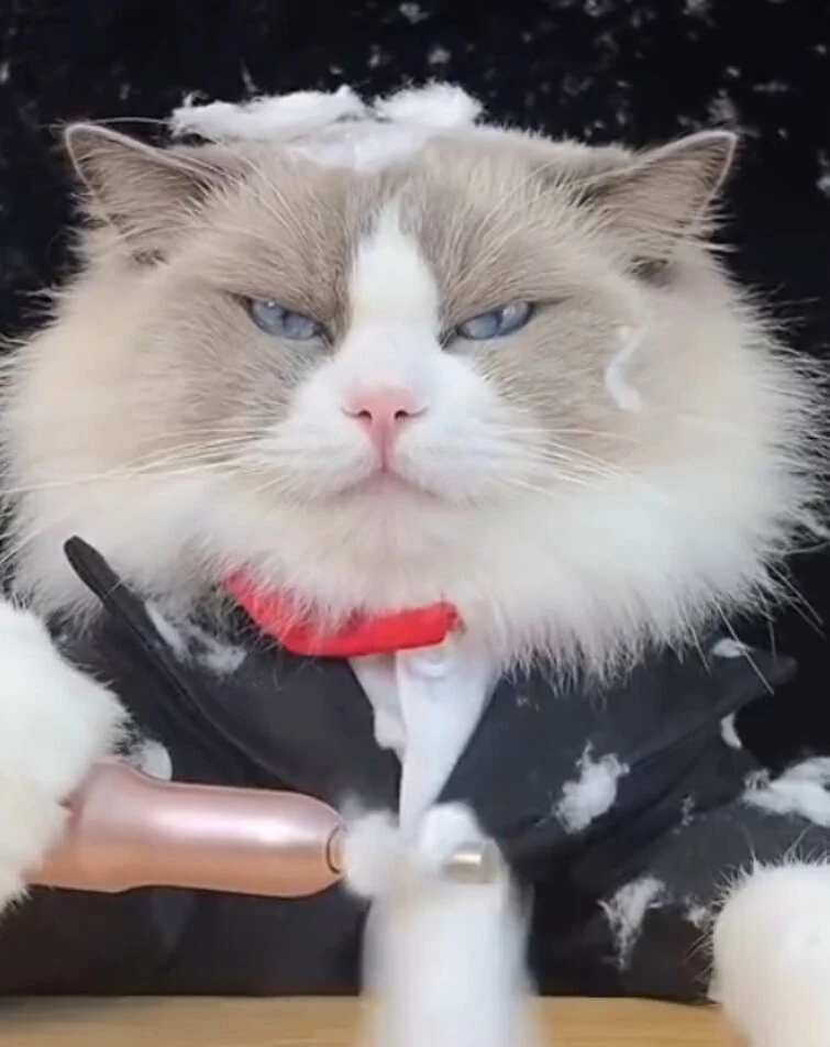 Coph (Pet) | The Platonic Family Wiki | Fandom