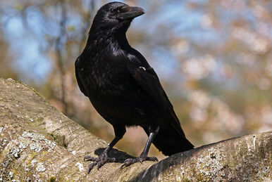 ✡ Crow ✡, Wiki