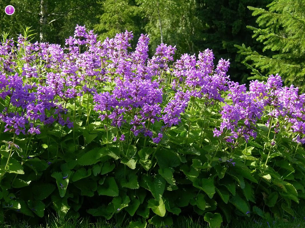 Stachys grandiflora