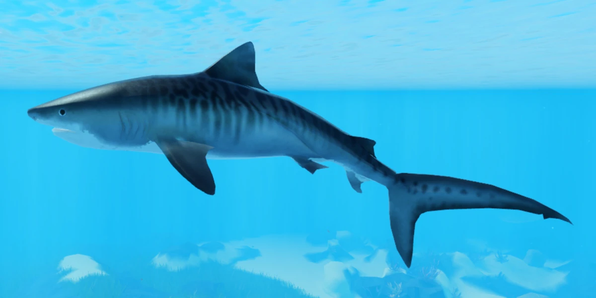 Tiger shark | The reef (ROBLOX) Wiki | Fandom