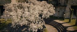 The White Tree