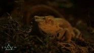 Petrus' lizard.gif (774 KB) Petrus' lizard