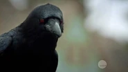 Salem.S01E02-Petrus-raven.jpg (20 KB) Petrus' raven