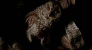 Petrus' owl.jpg (81 KB) Petrus' owl