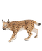 C141 Wild cats i04 Eurasian Lynx