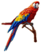 Macaw