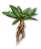 C076 Magical ingredients i01 Mandrake root