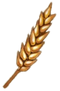 Wheat Spike