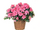 C327 Potted flowers i06 Azalea.png