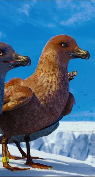 Alpha skua.jpg