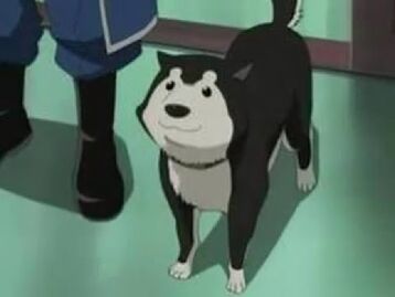 Black hayate.jpg