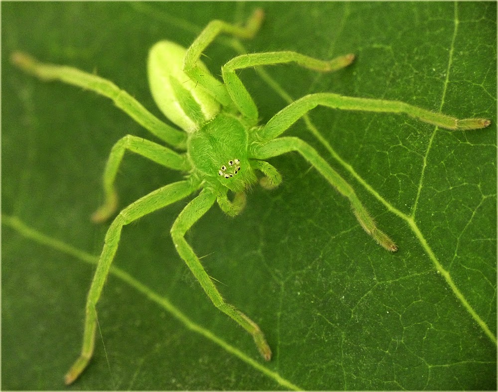 Huntsman spider - Wikipedia