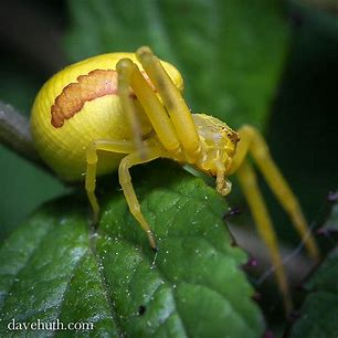Goldenrod Crab Spider | The Spider Wiki | Fandom
