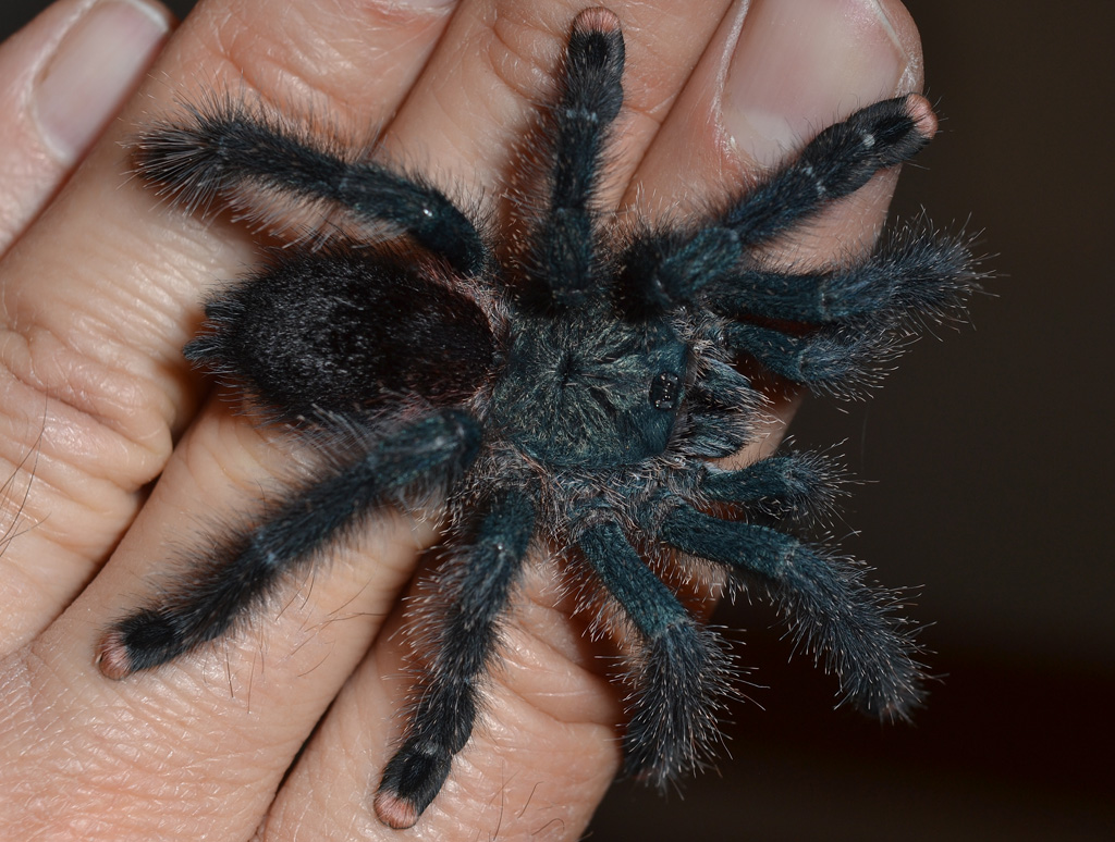 pink toe tarantula