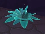 Agave
