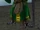 Sadric Duskwing
