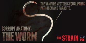 the strain vampire stinger
