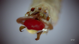 Strigoi-worm-2.png