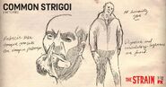 Common-Strigoi-Sketch-the-strain-fx-38643294-1024-535.jpg (108 KB)