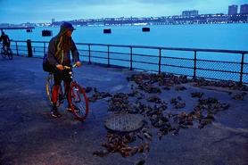 “We do these late night races. They’re not exactly legal, but whatever. We call them rat races. No joke. But I’ve never seen anything like this. If you ask me they don’t look hungry—they look scared.”