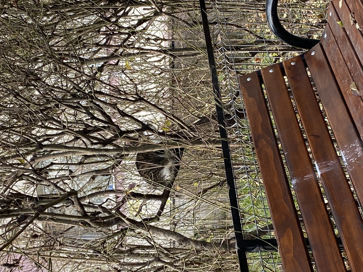 Cinder/Gallery The Sun and Moon Cats Wiki Fandom