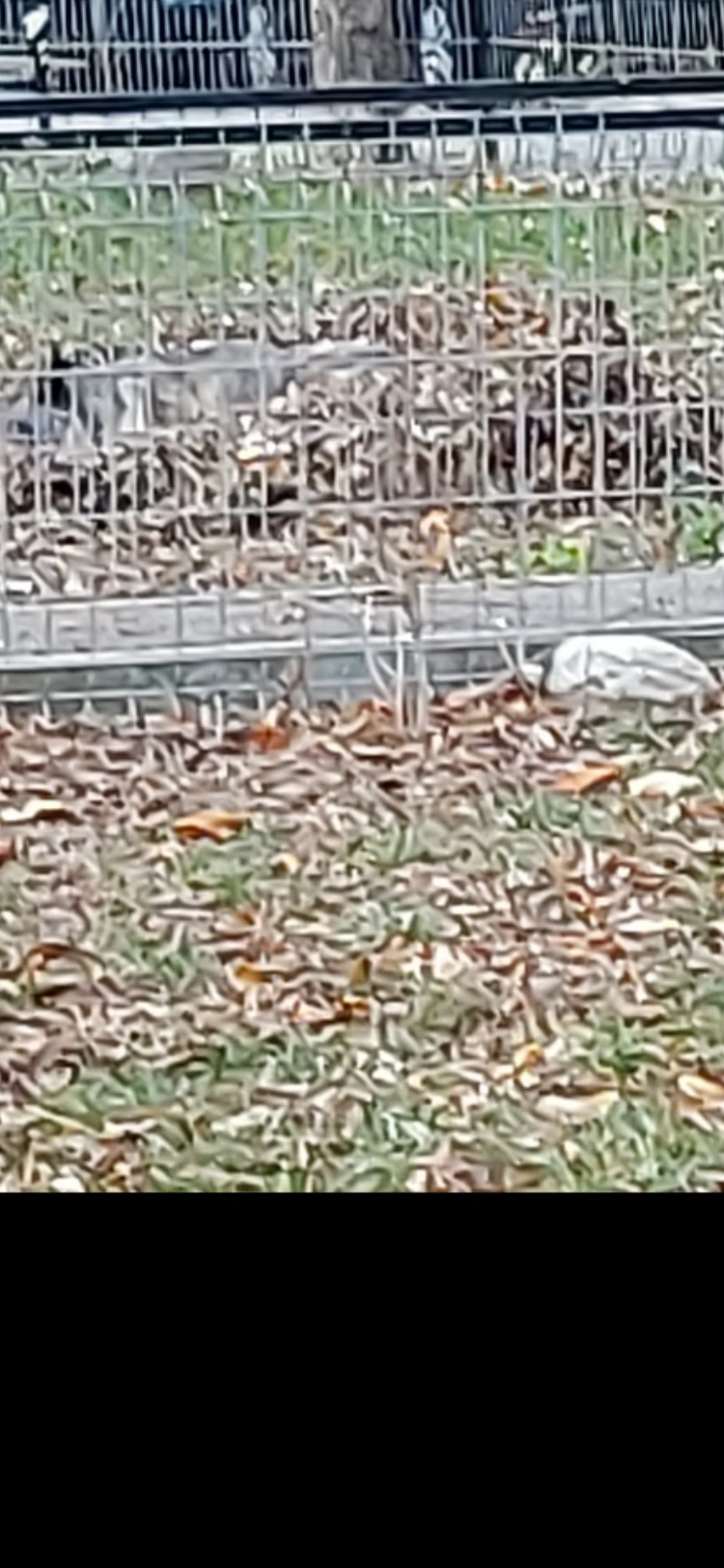 Pearl The Sun and Moon Cats Wiki Fandom