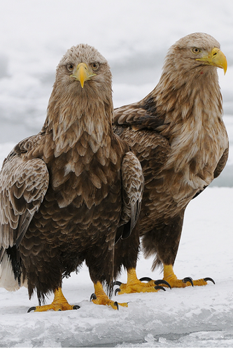 Two Golden Crowned Eagles The Supreme Lord Donghuang Wiki Fandom 333