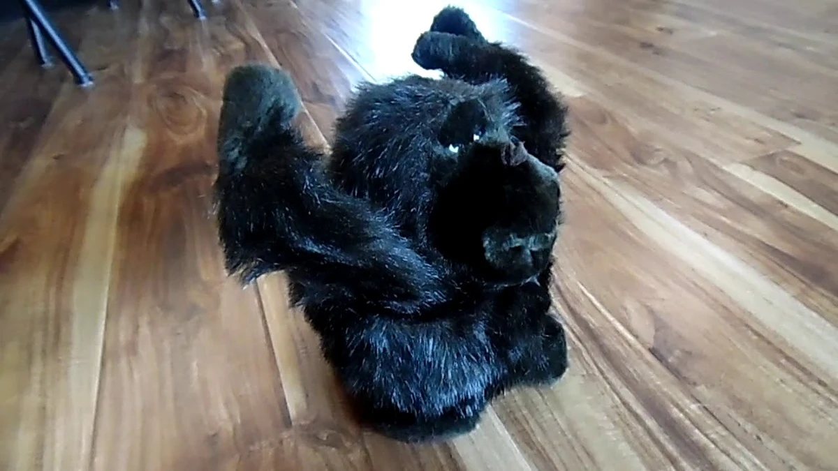 Bobo Gorilla The Toy Chest Of Baby Einstein Wiki Fandom