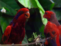 List Of Species In Baby Einstein The True Baby Einstein Wiki Fandom
