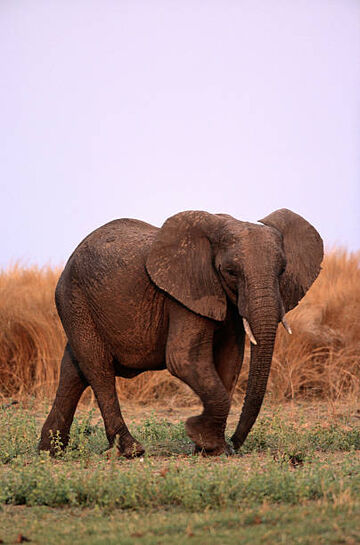 Elephant (Baby Dolittle), The True Baby Einstein Wiki