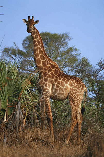 Giraffe (Baby Dolittle), The True Baby Einstein Wiki