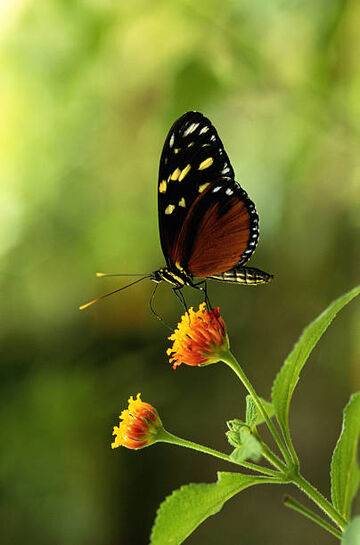 Butterfly (Baby Dolittle), The True Baby Einstein Wiki