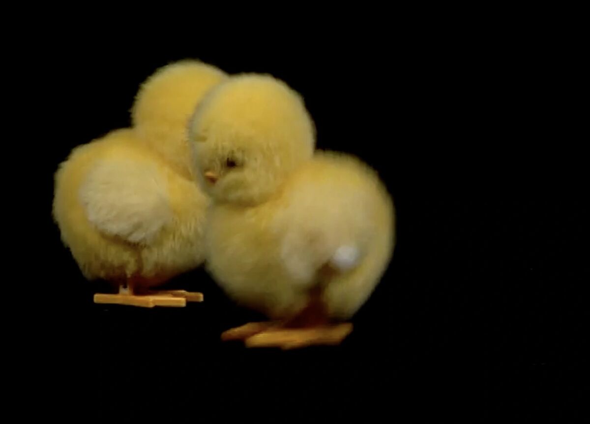 Hatching Chick Windups Hatching Chick Windups