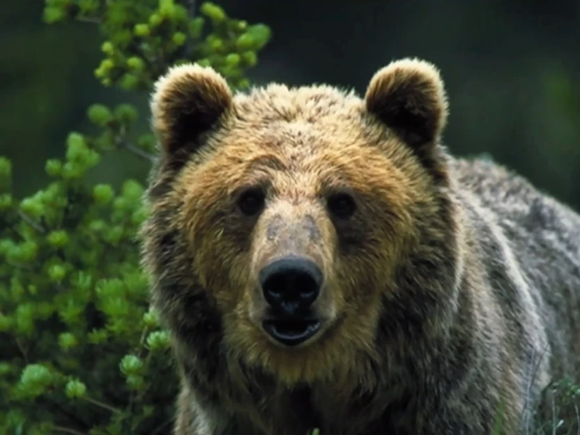 Bear (Baby Dolittle) The True Baby Einstein Wiki Fandom