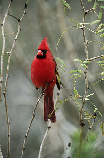 Bird (Baby Dolittle), The True Baby Einstein Wiki