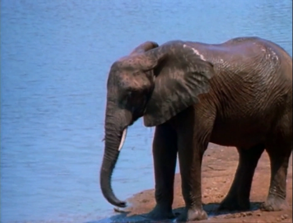 CategoryBaby Einstein The True Baby Einstein Wiki Fandom