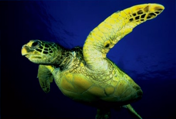 Sea Turtle (Baby Dolittle), The True Baby Einstein Wiki