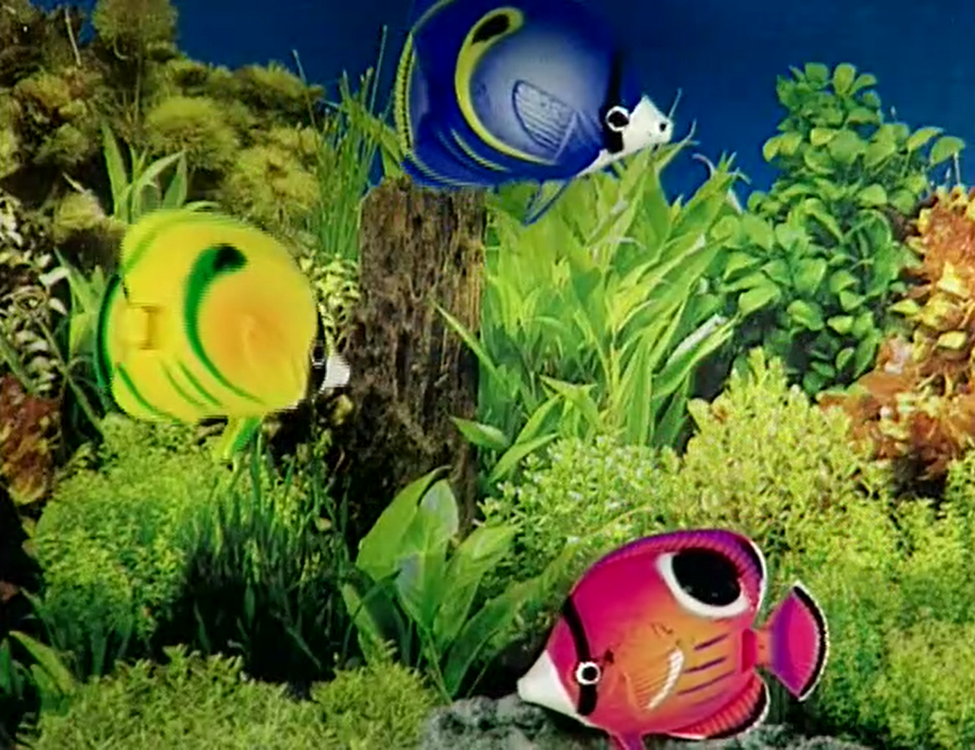Aqua Fun Fish Tank, The True Baby Einstein Wiki