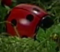 Ladybug Push Toy