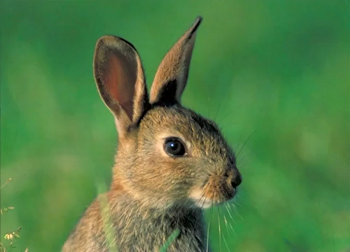 Baby Einstein Rabbit. Бэби Эйнштейн животные. Baby Einstein neighborhood animals. Baby Dolittle neighborhood animals.