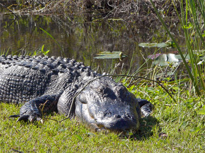 Alligator The truth about Killer Dinosaurs Wiki Fandom Alligator The truth about Killer Dinosaurs Wiki Fandom