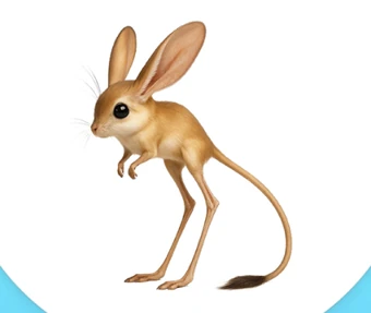 Jerboa | The Unofficial Animash Wiki | Fandom