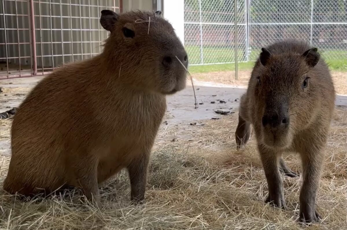 Capybaras Fighting *SCARY* (Kumala vs Savesta) 